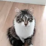 MDemaxis