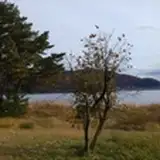 treeaeons