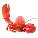 Lobsterman9999