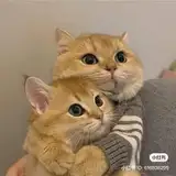 yyhzl 