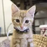 Kitten Academy