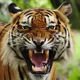 tigerstretch