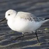 okm