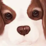 cavalier